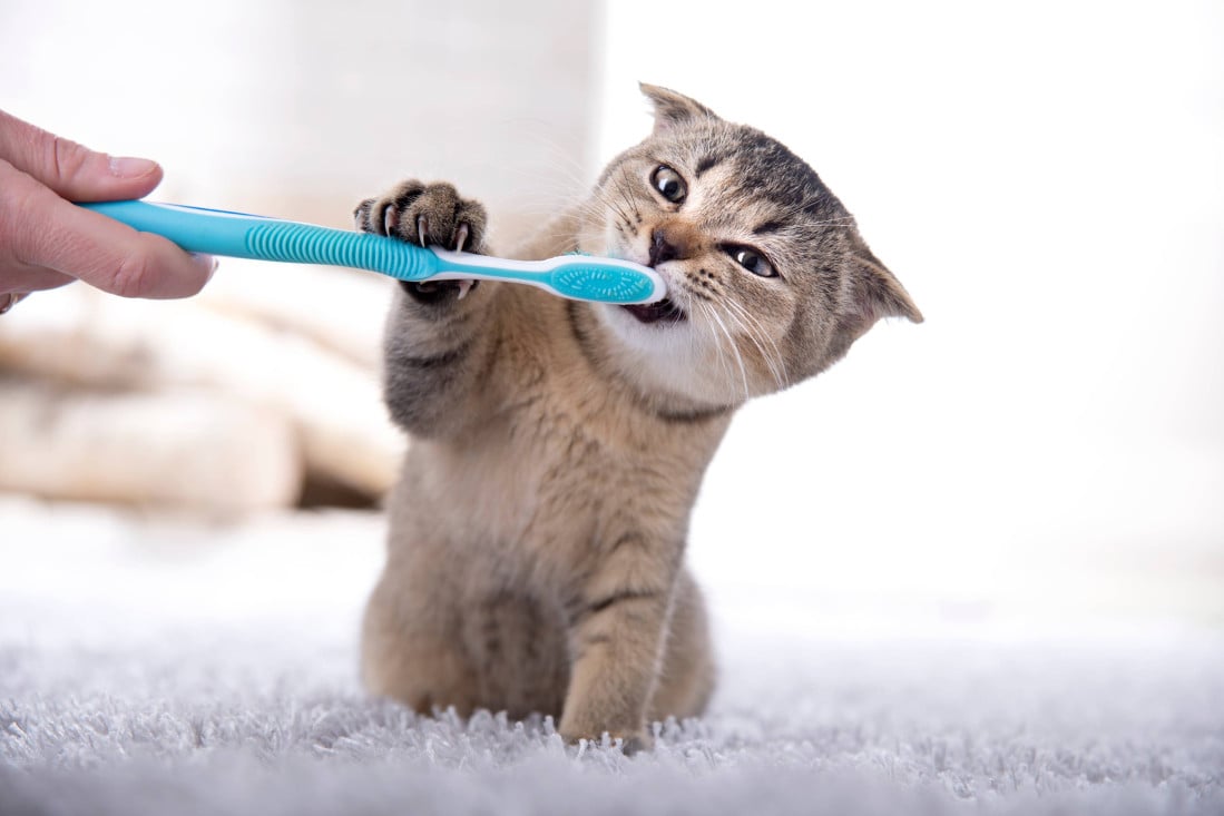  كيفية العناية بأسنان القطط؟ 