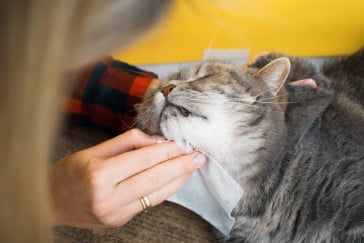 حساسية القطط : أسبابها وكيفية التعامل معها