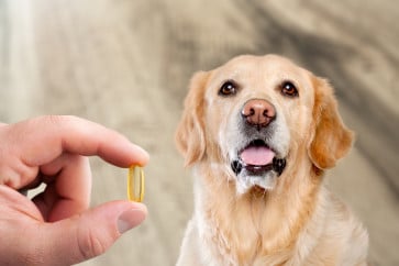 أهمية توازن الفيتامينات والمعادن في تغذية كلبك