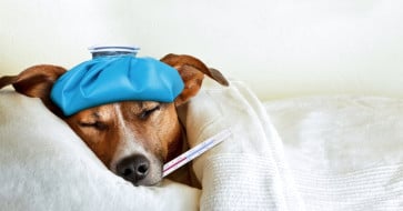 6 علامات دالة على مرض كلبك