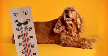 كيفية الوقاية من ضربة الشمس أو الاحتباس الحراري للقطط والكلاب