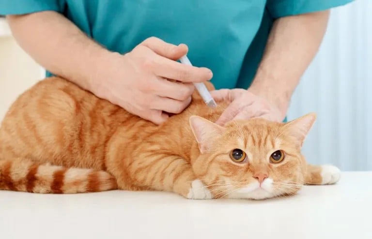 تطعيم القطط, قطة تتلقى علاجها