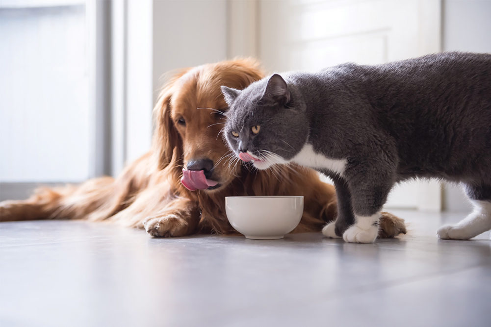 اكل, قط وكلب يأكلان مع بعضهم
