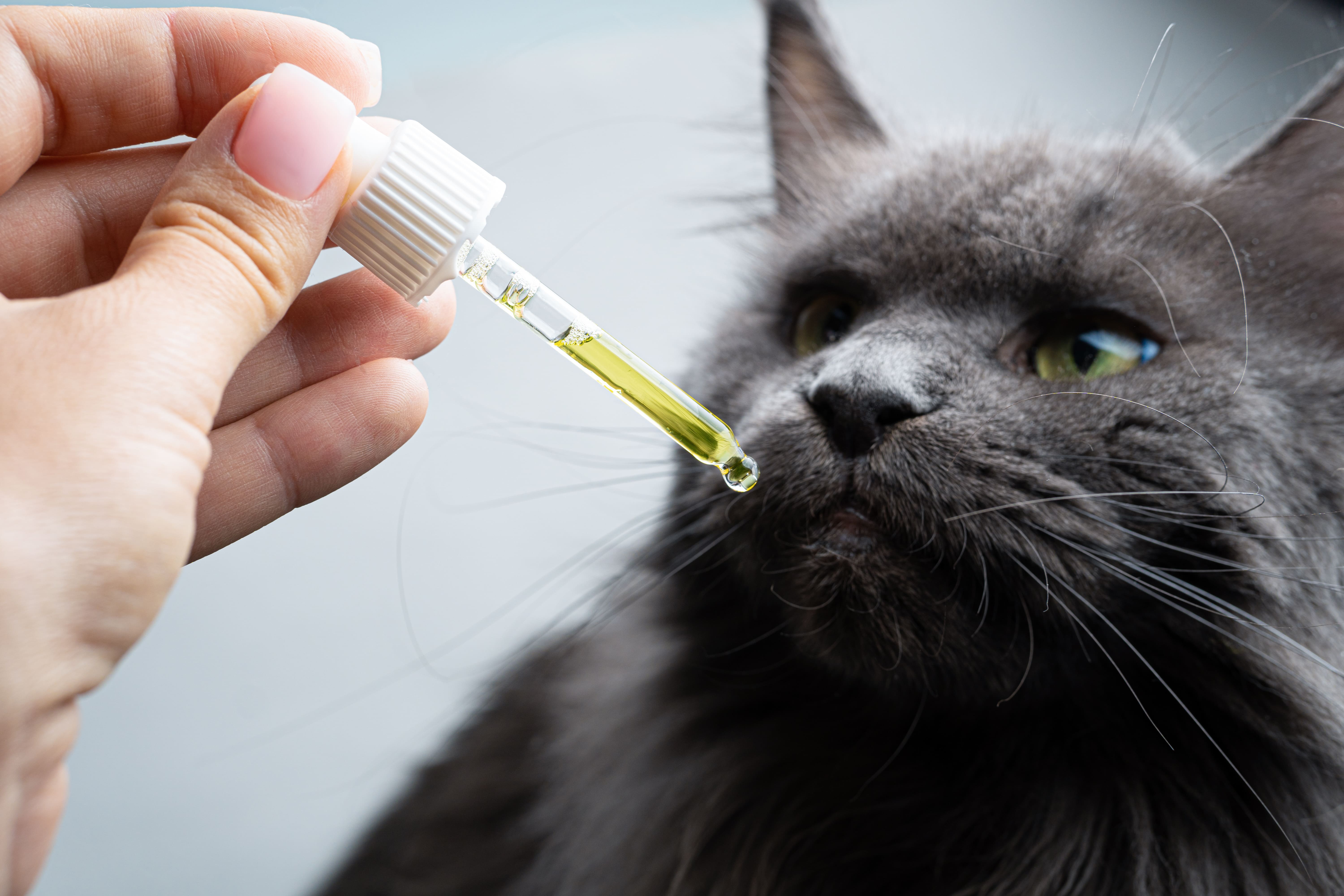 فيتامينات القطط، قط يتناول قطرات فيتامين