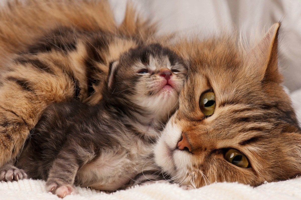 العناية بالقطط بعد الولادة, القطة الأم تحتضن صغيرها