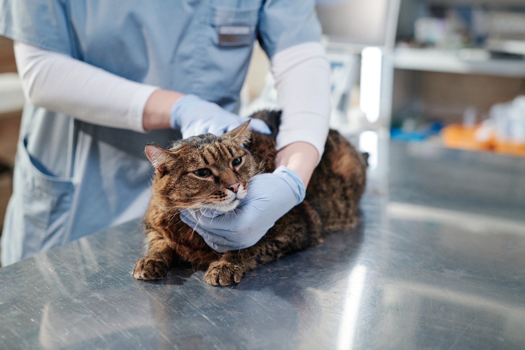 تعقيم القطط، اخصاء القطط، معلومات خاطئة حول تعقيم وإخصاء القطط