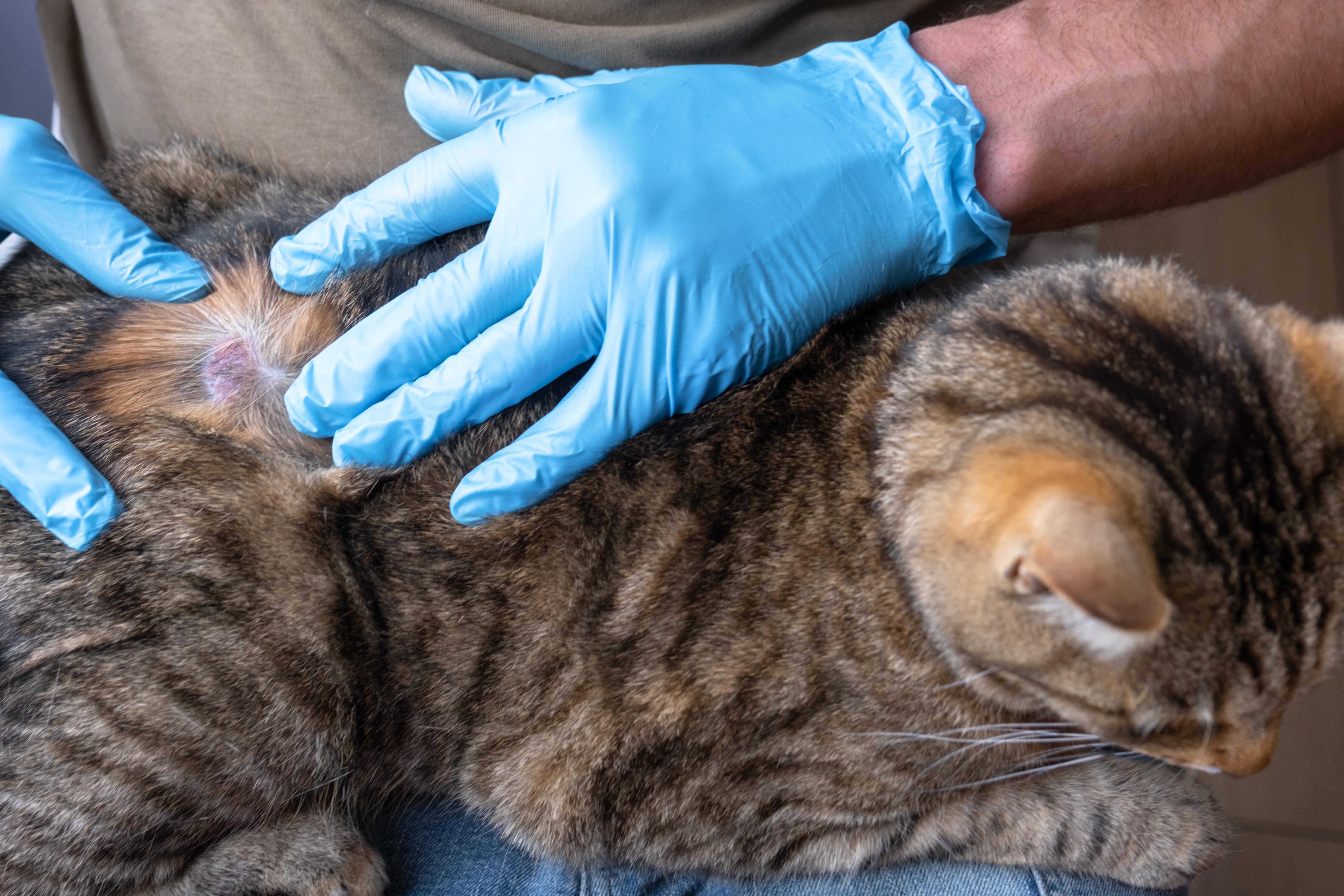 فطريات القطط، طبيب يفحص قط مصاب بالفطريات