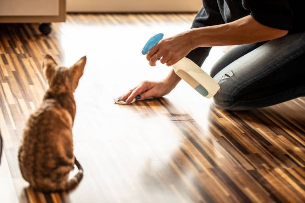 رش البول, تنظيف الأرضية من بول القطط
