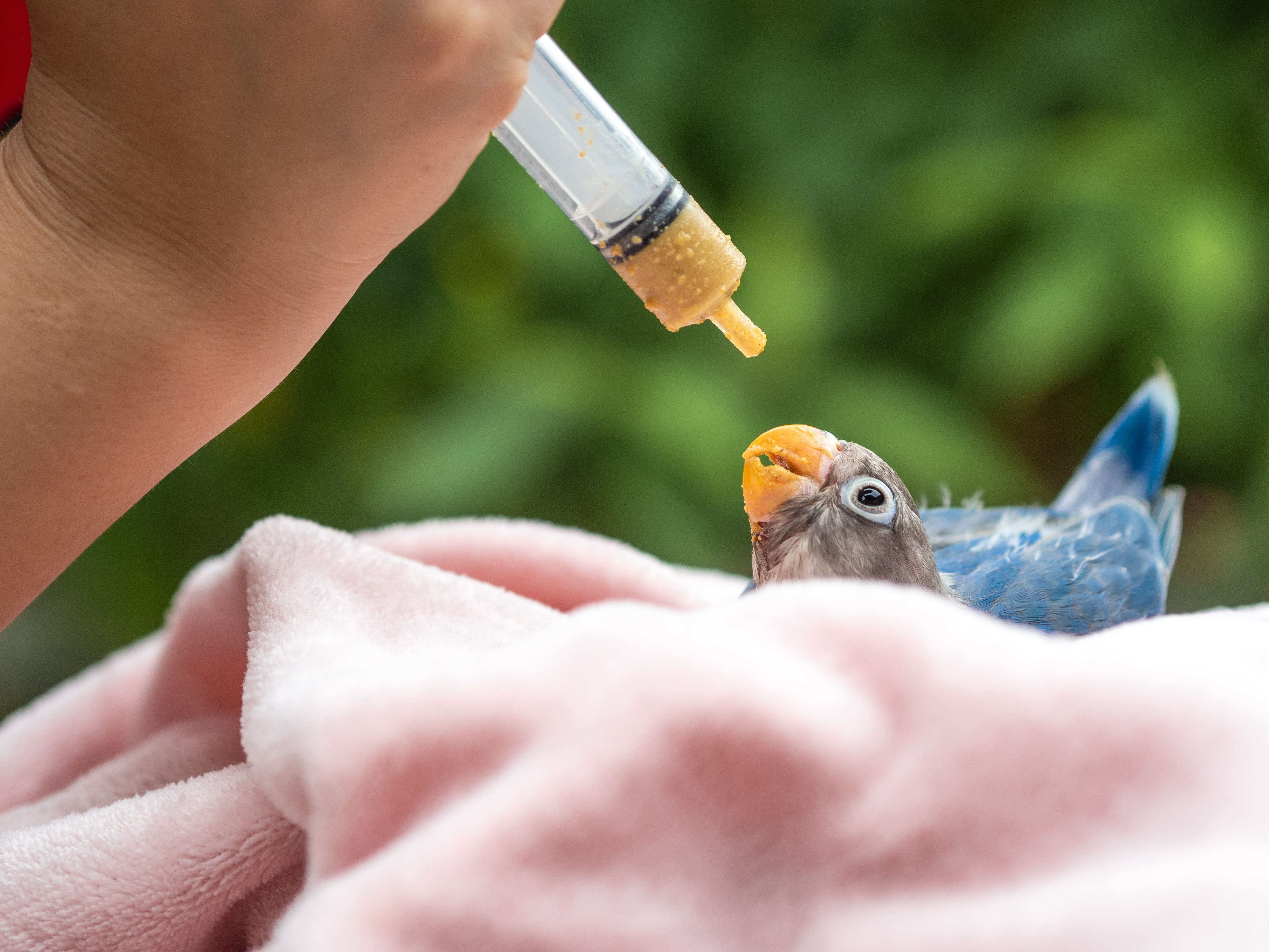 فيتامينات الطيور، طائر صغير يتم اطعامه فيتامينات من خلال الغذاء