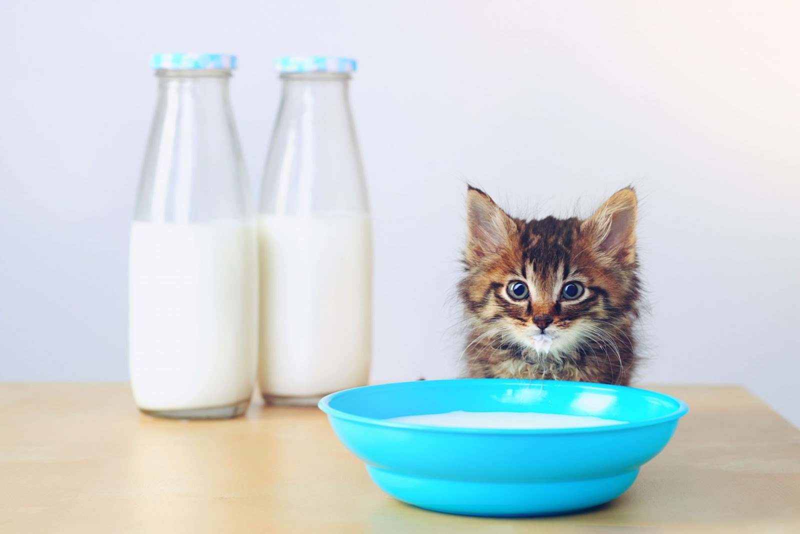 حليب خالي من اللاكتوز للقطط، قطة أمامها وعاء مليء بالحليب