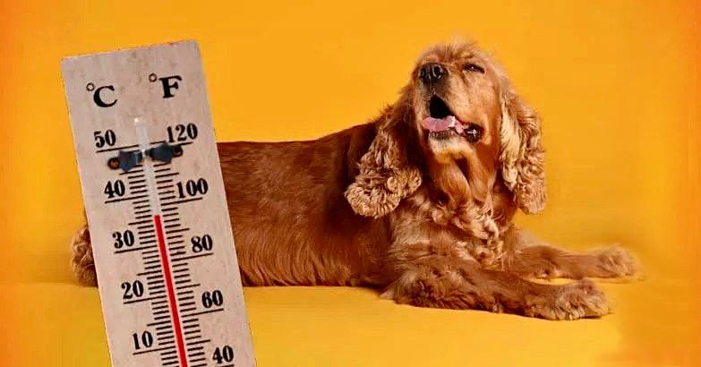 الوقاية من ضربة الشمس للقطط والكلاب, كلب يلهث من شدة الحرارة.