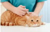 كل ما تحتاج معرفته حول تطعيمات القطط والكلاب
