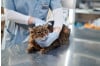 معلومات خاطئة حول تعقيم وإخصاء القطط